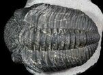 Bumpy Drotops Trilobite - Issoumour, Morocco #45610-3